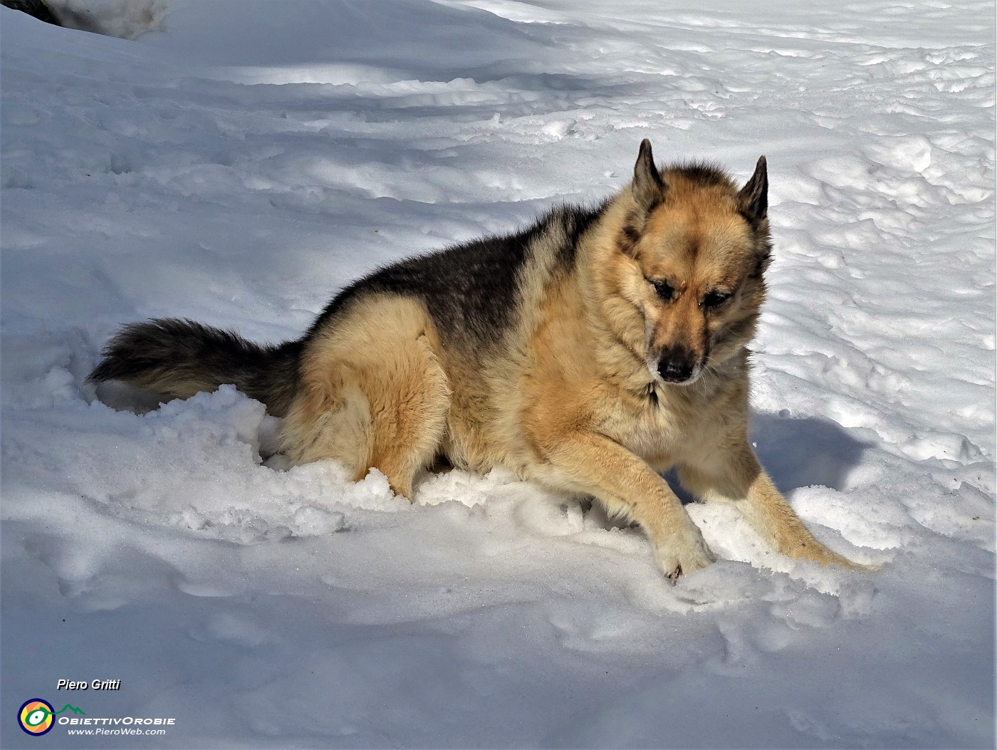 17 Bello giocare nella neve !.JPG -                                